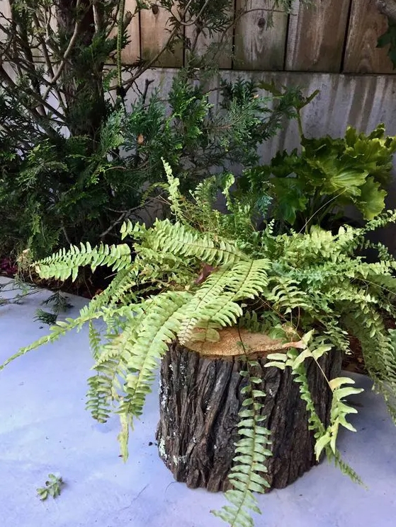 a tree stump planter with a lot of ferns growing inside is a stylish idea for a rustic garden or a woodland-inspired one