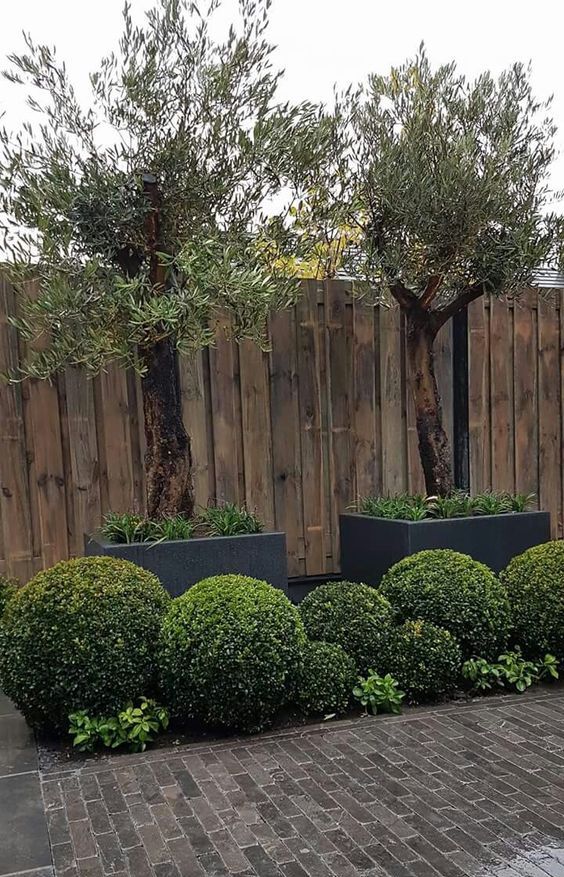 a weathered wood fence, potted trees and large topiaries for a spectacular and stylish look