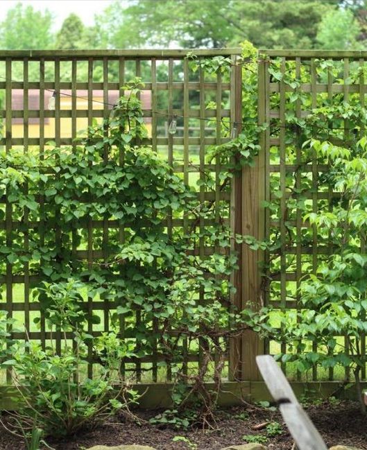 a weathered wood grid fence covered with green vines is a lovely decoration that looks lightweight and cohesive in the space