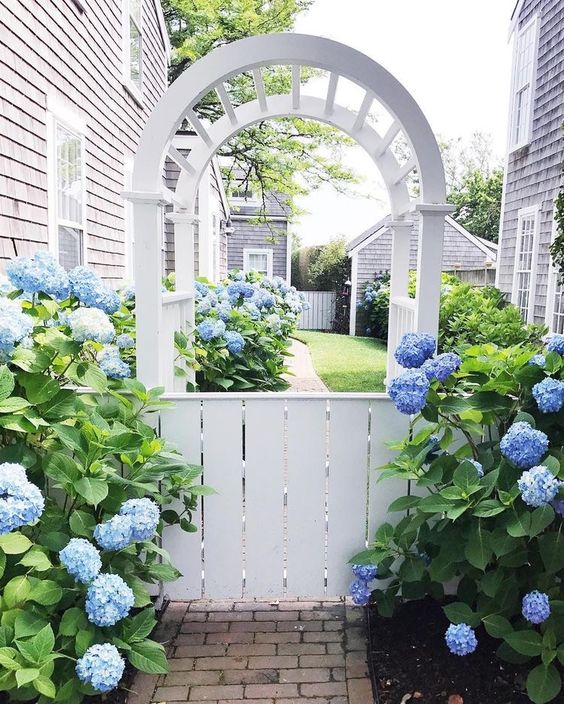 a white gate and arbor surrounded with super lush blue hydrangeas are a beautiful solution for a cottage garden