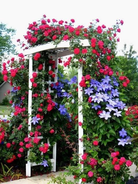 a white lattice arbor covered with greenery, fuchsia and purple blooms is a fantastic decoration or entrance piece to the space