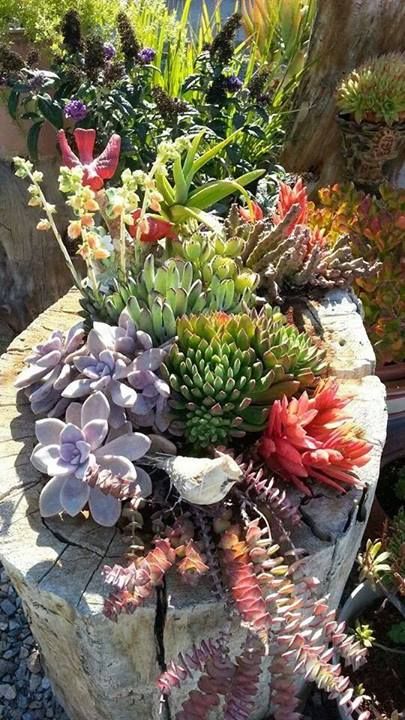 a whitewashed stump with various types of succulents is a bold and catchy outdoor decoration you can make yourself