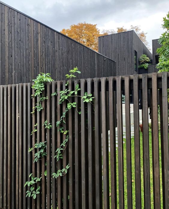 accent your stained wooden fence with some greenery using trellises and climbers