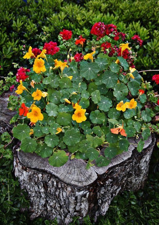 an old stump with greenery and red and yellow blooms is a cool and bright outdoor decor idea