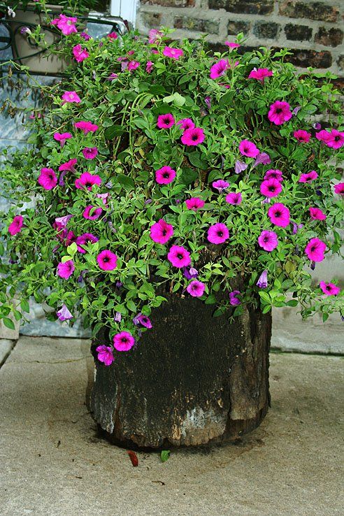 an old tree stump as a planter with fuchsia and greenery is an adorable and bold decoration for any outdoor space