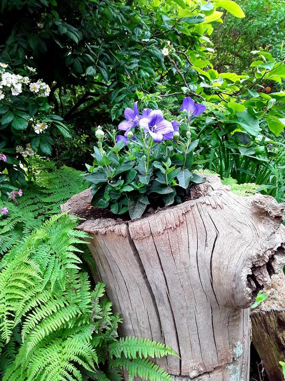 an old whitewashed tree stump as a planter with bold purple blooms is a lovely woodland-inspired decoration for your outdoors