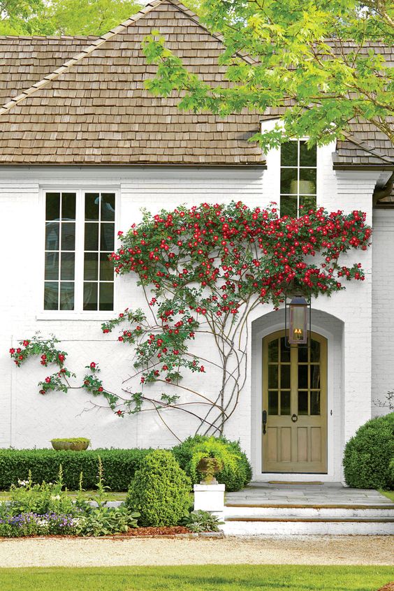 Bright red blooming vines add color to the white walls and look cohesive with topiaries and greenery around. 