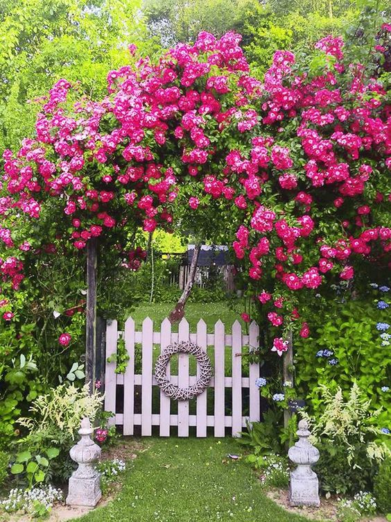 extra bold fuchsia blooms covering the gate will bring a lot of color to the garden, and will make the space feel like summer