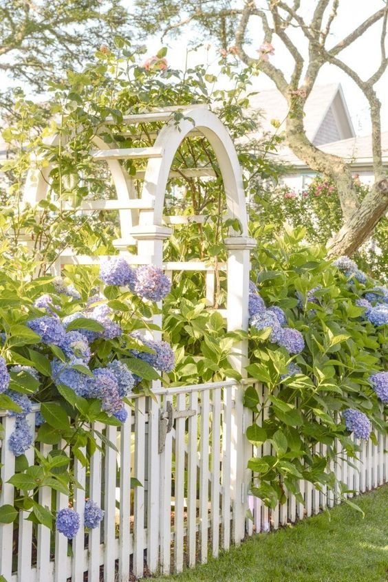 green over the gate for a fresh feel and lush blue hydrangeas along the fence bring more privacy to the garden