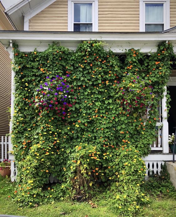 Lush blooming vines covering the trellis add interest to the entrance and become an alternative to a front yard garden. 