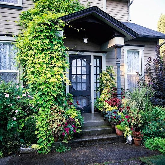 A dark porch refreshed with bold green climbers, with potted blooms and greenery, with garden beds with some blooms and shrubs.