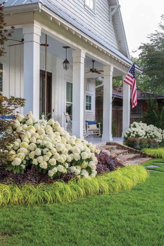Raised flower beds featuring white hydrangeas and grass look very eye-catchy and hydrangeas are classics for front yards.