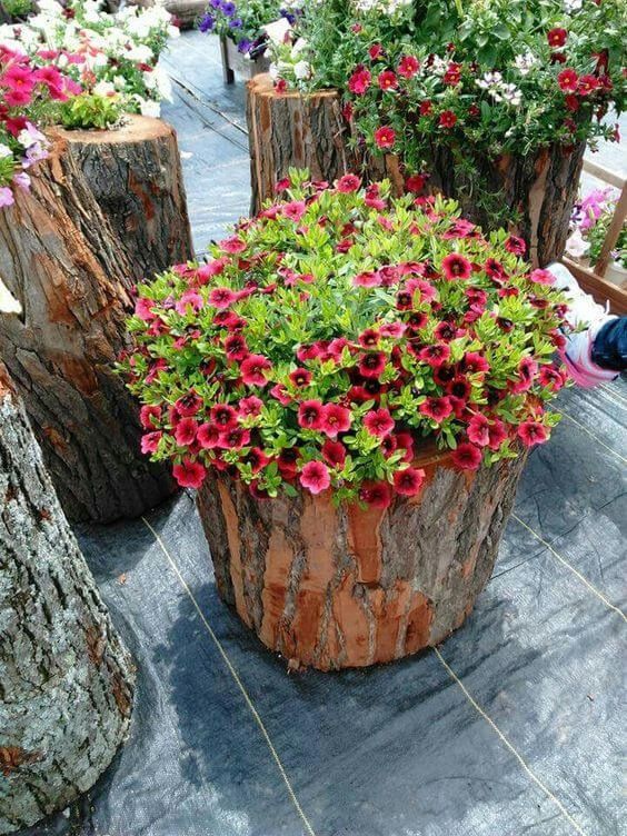 tree stumps with red and white blooms and greenery are amazing for making an outdoor space look bold and all-natural