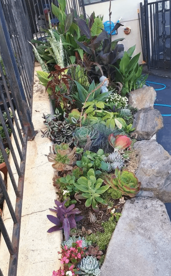 a colorful mini garden in rocks, with green, pale green, purple succulents and agaves and plants is amazing