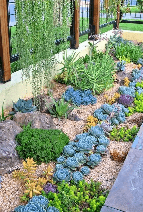 a cool desert garden with rocks and gravel, with usual, yellow and purple succulents, agaves is a catchy and cool idea