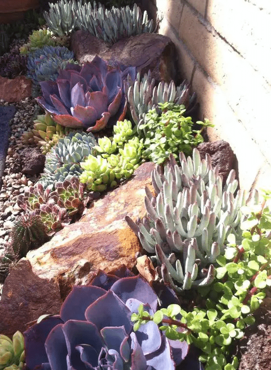 a rock garden with pebbles, green and purple oversized succulents is a lovely space, it's perfect for a dry climate