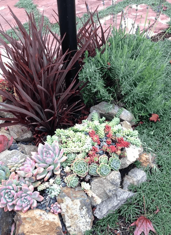 a small rock garden with green, red and purple succulents and some shrubs is a cool idea for a hot climate