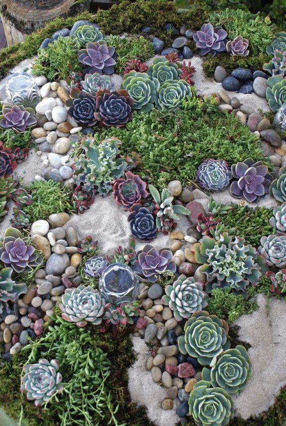 an adorable succulent rock garden with purple, green and grey tones is a lovely and catchy one to go for