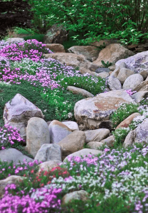 an Alpine garden with large rocks, grass and pink and fuchsia blooms reminds of the mountains