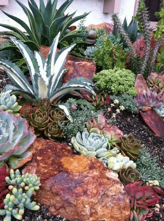 go for large agaves as show-stoppers, add smaller succulents in various colors and textures