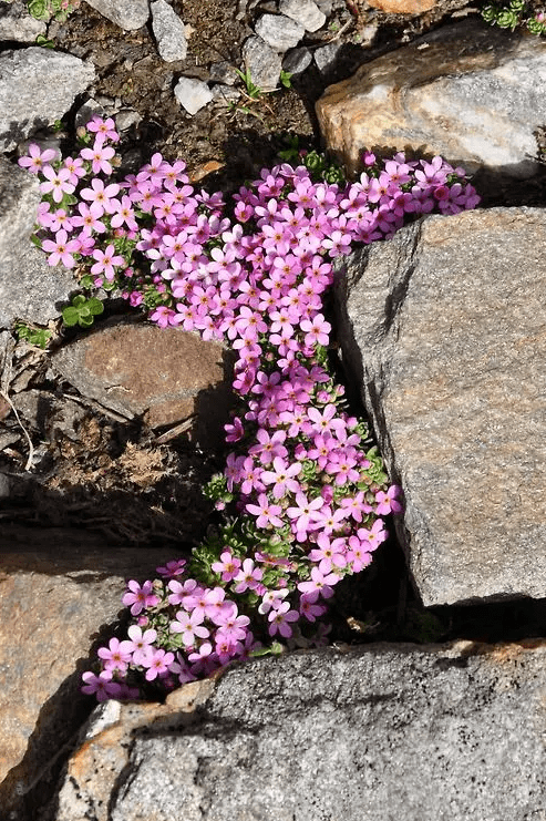 pink phlox in between stones looks amazing and adds life and color to the space at once