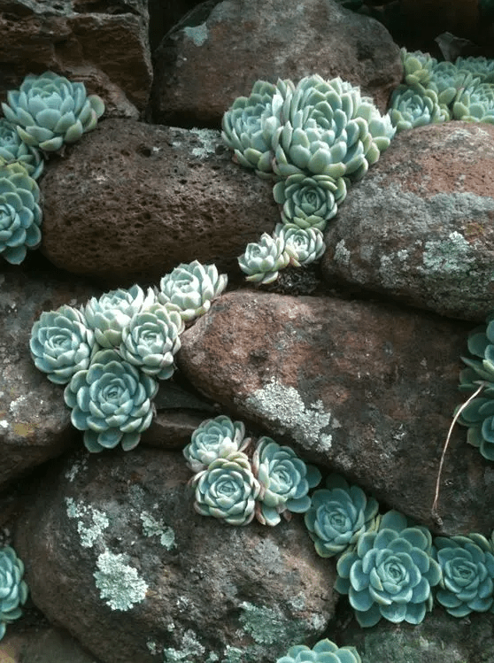 rusty stones and light green succulents look amazing together, and if your succulents don't grow here, choose faux ones