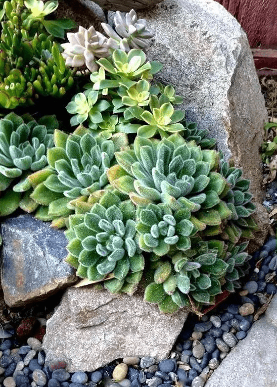 succulents may also be growing in the stones if they are large enough for that