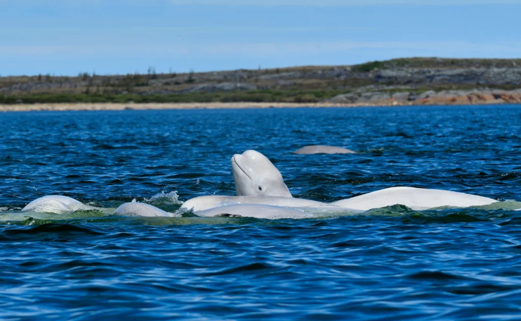 A pod of Beluga Whales engaged in a feeding frenzy - Churchill River, Manitoba