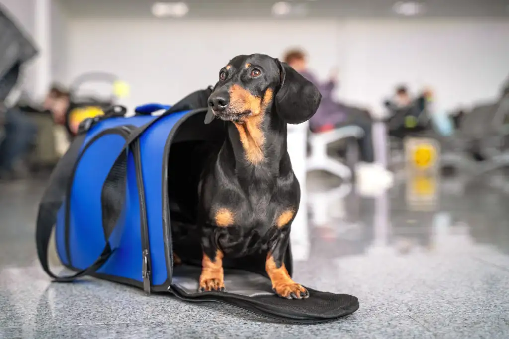 Dachshund in a dog carrier in an airport terminal 