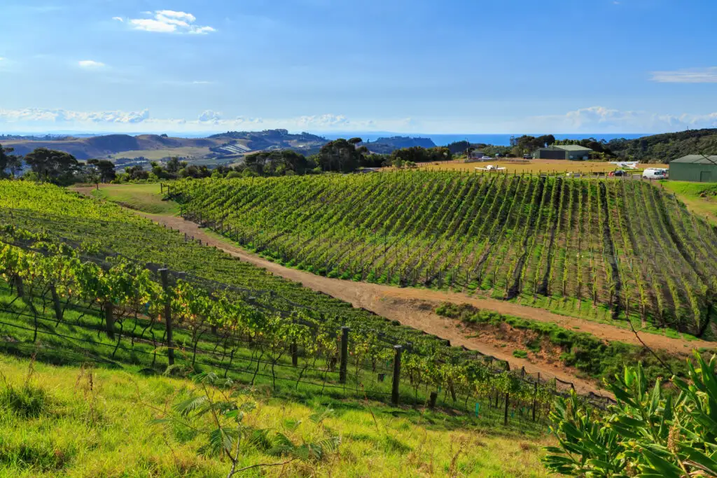 Vineyard on Waiheke Island, New Zealand