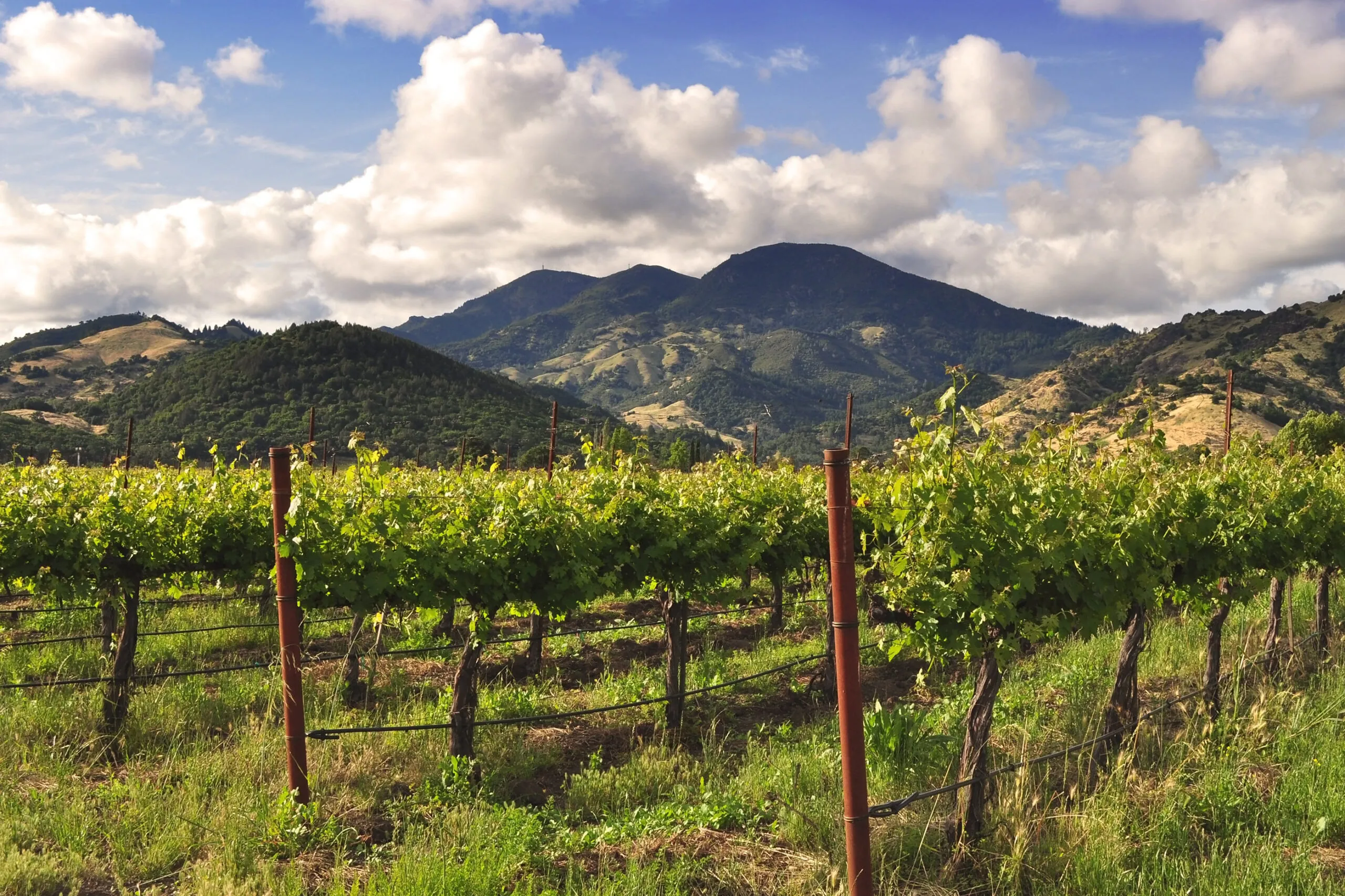 Vineyard in Calistoga, California