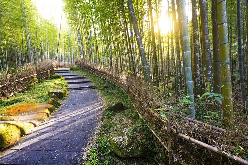 Bamboo forest in Taiwan