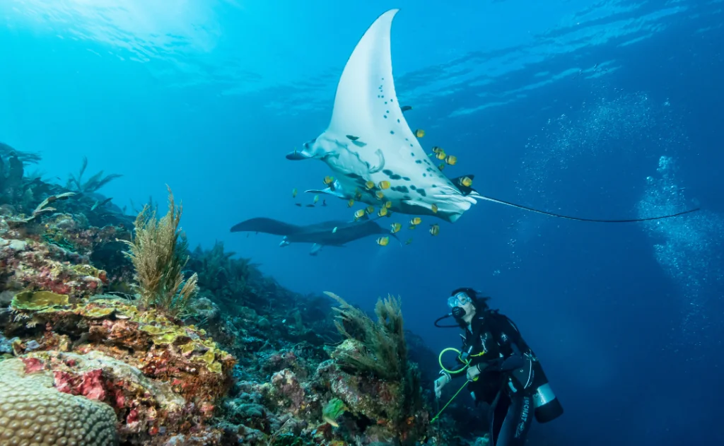 Black and white reef manta ray flying around a cleaning station in crystal blue water