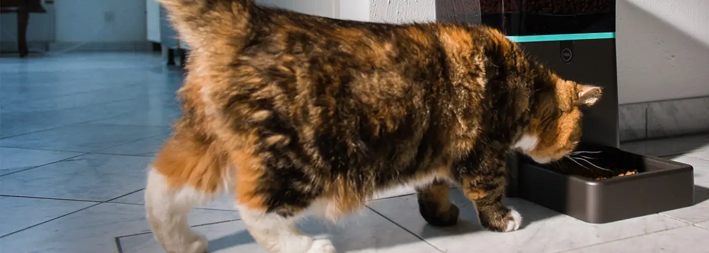 Fluffy cat eating from an automatic cat feeder