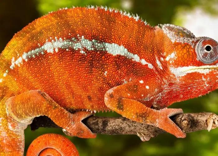 Chameleon at The Florida Aquarium