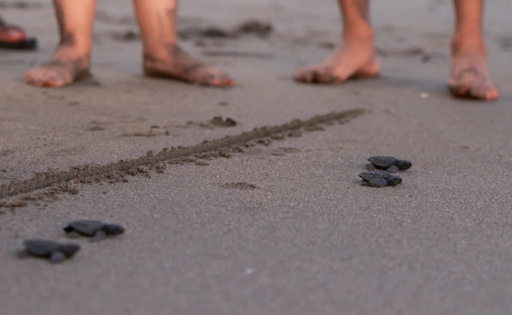 Close up of a baby sea turtle making its way to ocean