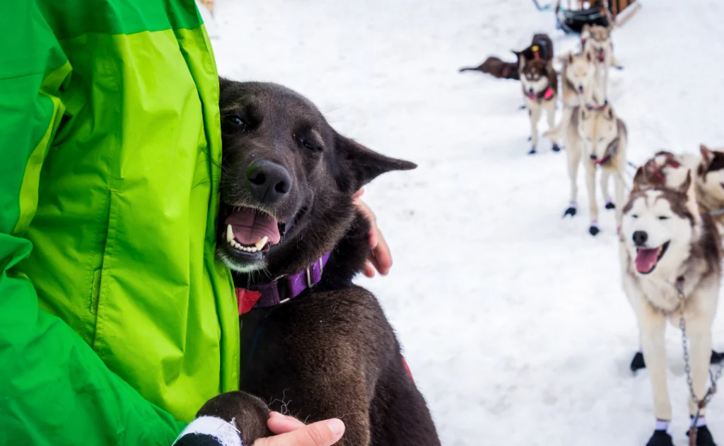 Dark brown sled dog named Ina hugging its human handler