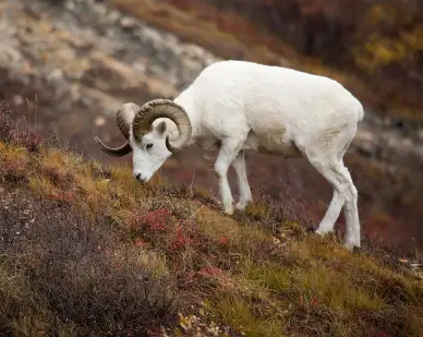 Denali National Park