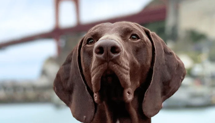 Header. Meet Barni, the Dog Voted TSA’s Cutest Canine