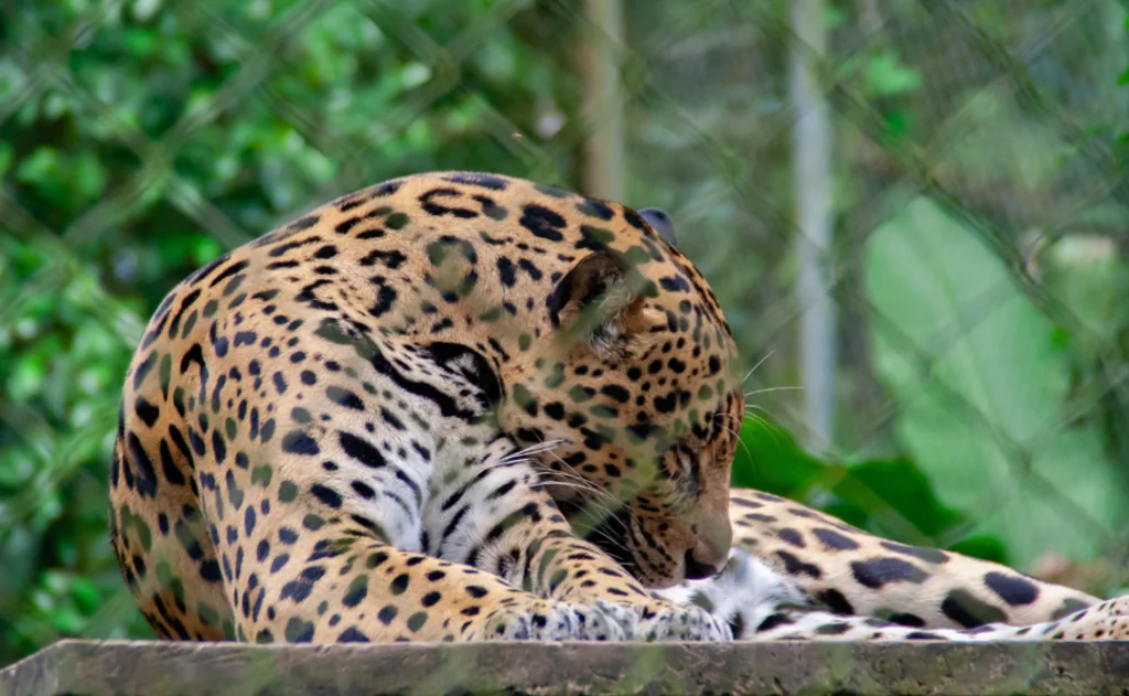 Jaguar laying down with leaves in the background,at an animal refuge in Costa Rica, Central America