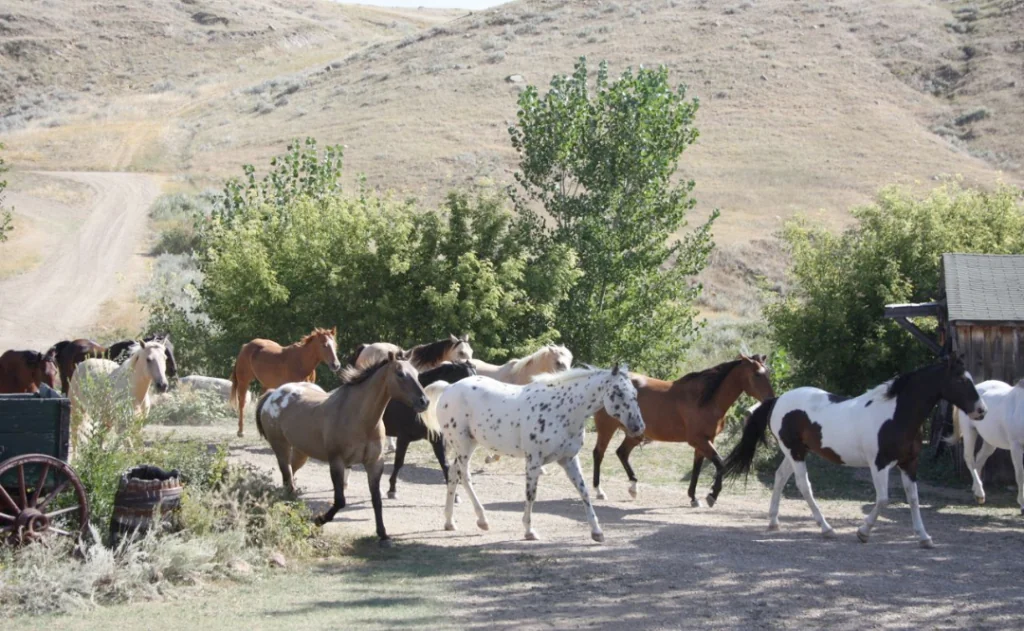 Horses walking in a group on La Reata Ranch in Saskatchewan