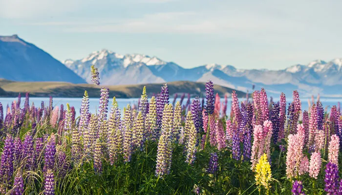 New Zealand Travel Guide: What to Do in New Zealand