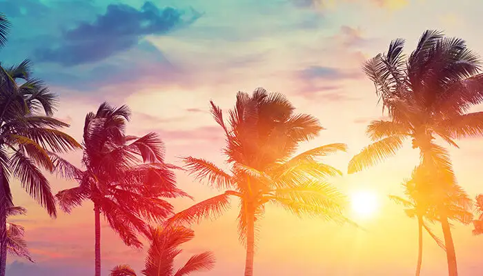 Beach with palm trees at sunset