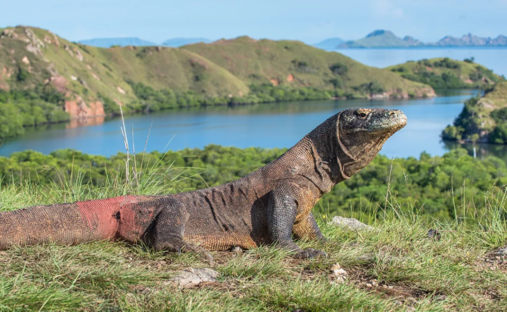 Portrait of the Komodo dragon ( Varanus komodoensis ) the biggest living lizard in the world. On island Rinca, Indonesia.