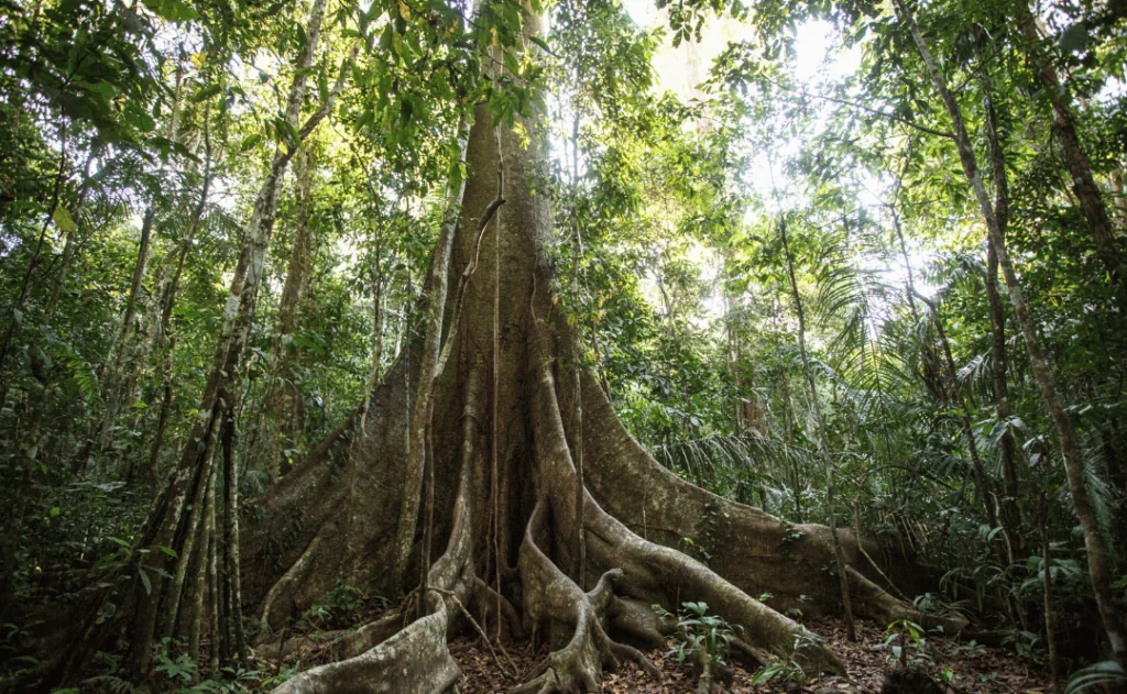 Roots of the Lupuna tree in the Amazon rainforest