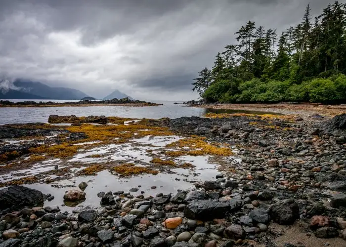 Watchmen, Orcas, and Matcha Green Tea: What It’s Like on the ‘Canadian Galapagos’