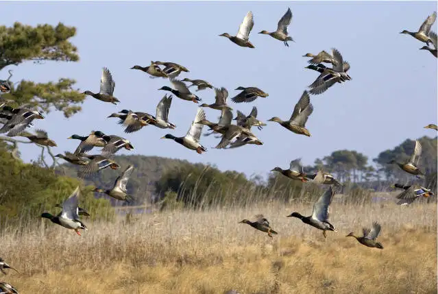 Best Beach Town For Wildlife: Chincoteague Island, Virginia