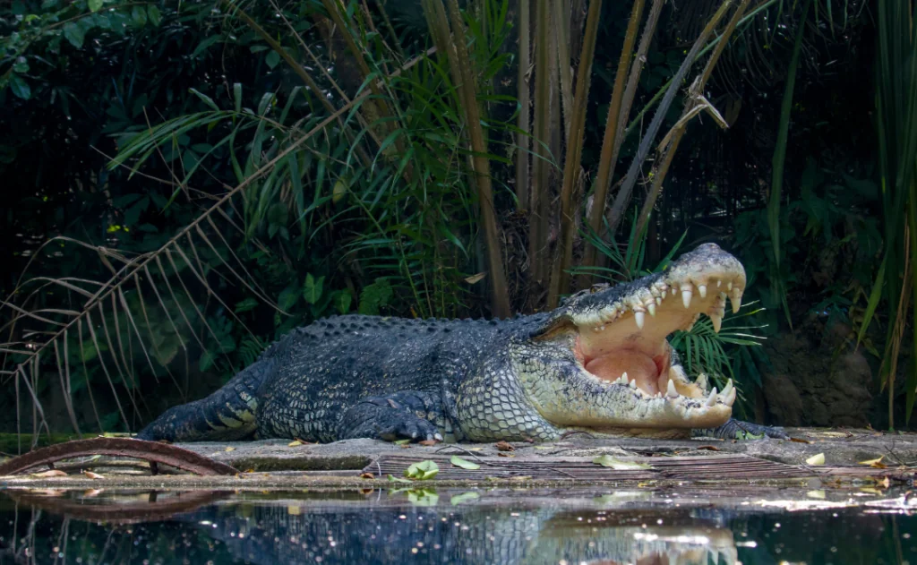 The saltwater crocodile (Crocodylus porosus) is a crocodilian native to saltwater habitats and brackish wetlands, Australia