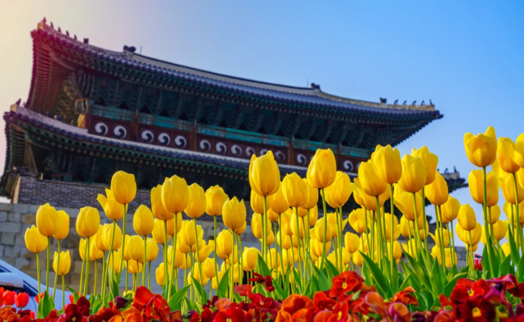 Tulips in the summer the weather is cool Hwaseong Fortress at Suwon city South Korea