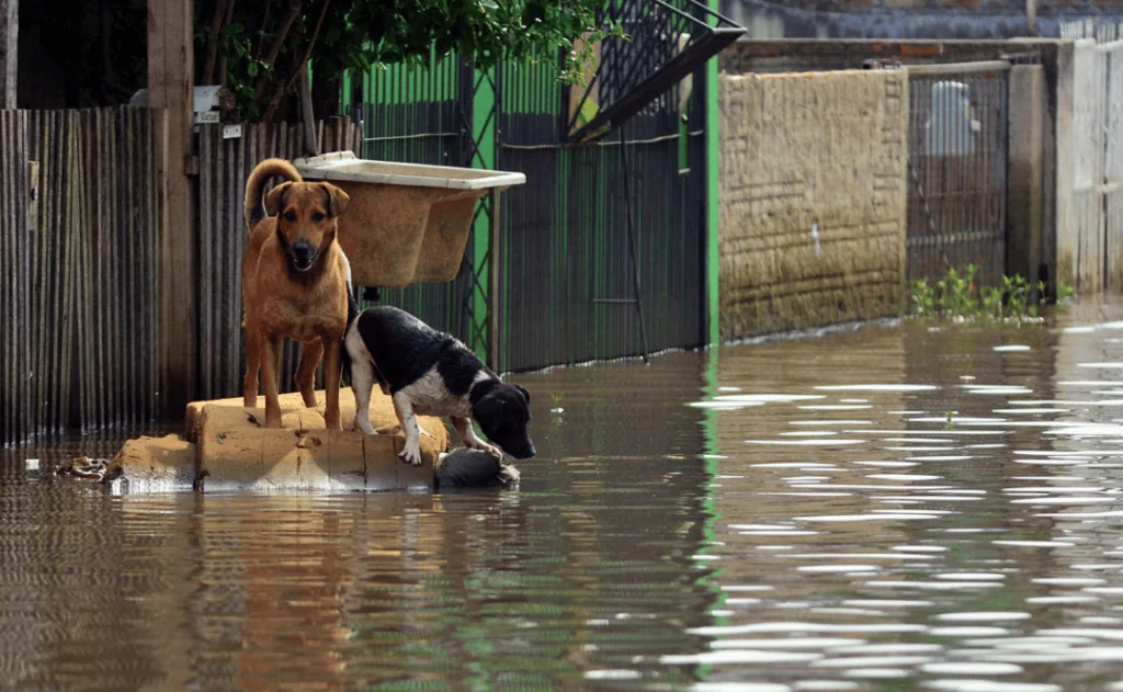 Two dogs stranded in the flood water in Rio Grande do Sul state, Brazil